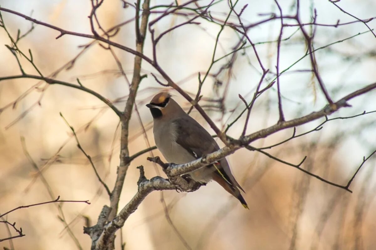    Зима в Саратовской области началась с теплой погоды без снега
