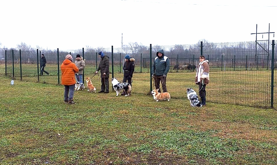 Тестирование собак на наличие пастушьего инстинкта