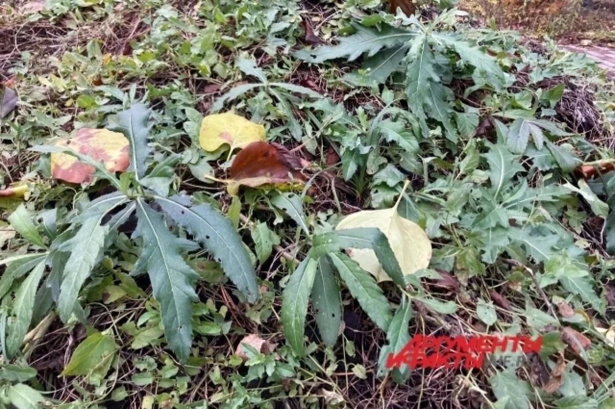    В Ростовской области земли сельхозназначения пришли в запустение