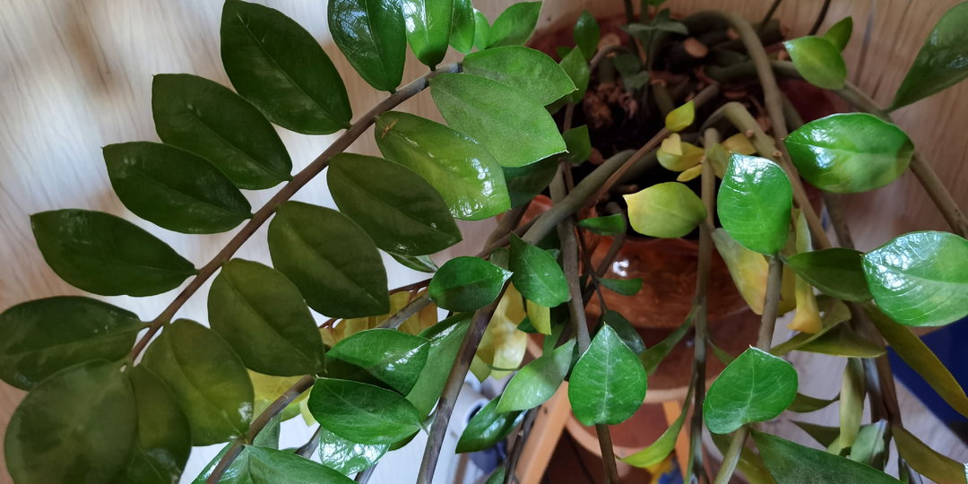 Мою листья замиокулькаса народным способом 1 раз в месяц. Блестят