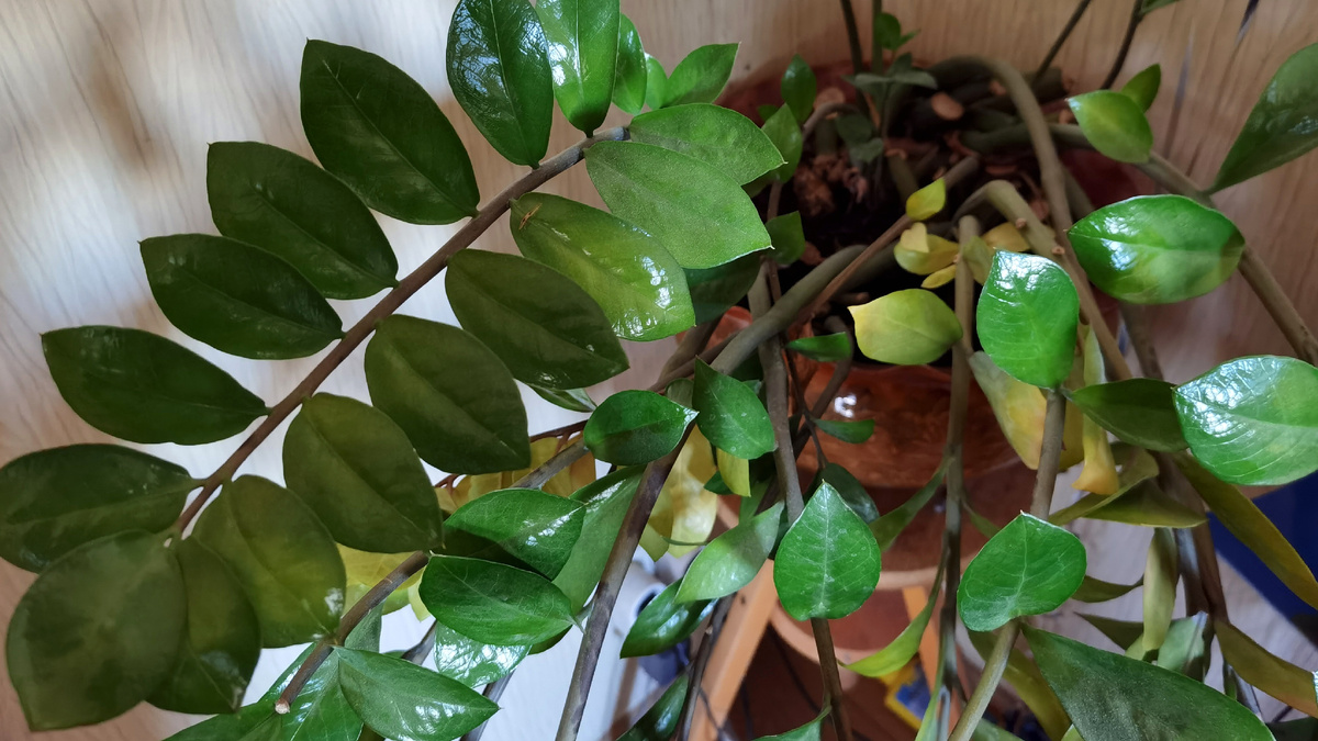 Блестящие чистые листья после обработки пивом