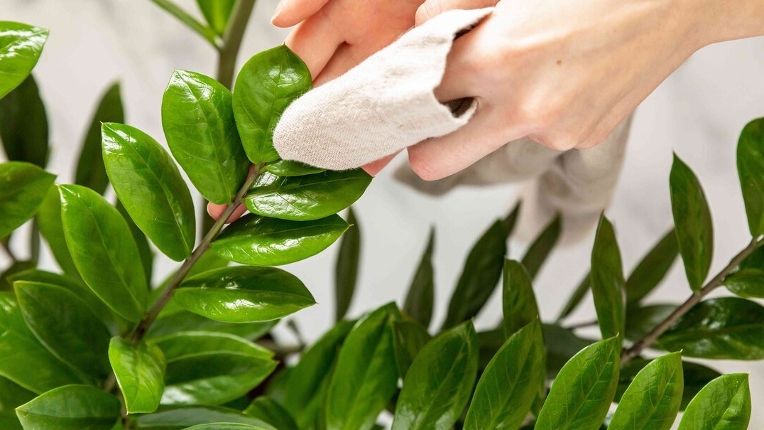 Правильная техника: протираем от основания к кончику листа одним движением