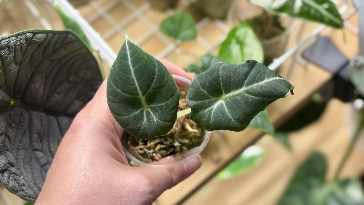 Алоказия Блек Вельвет