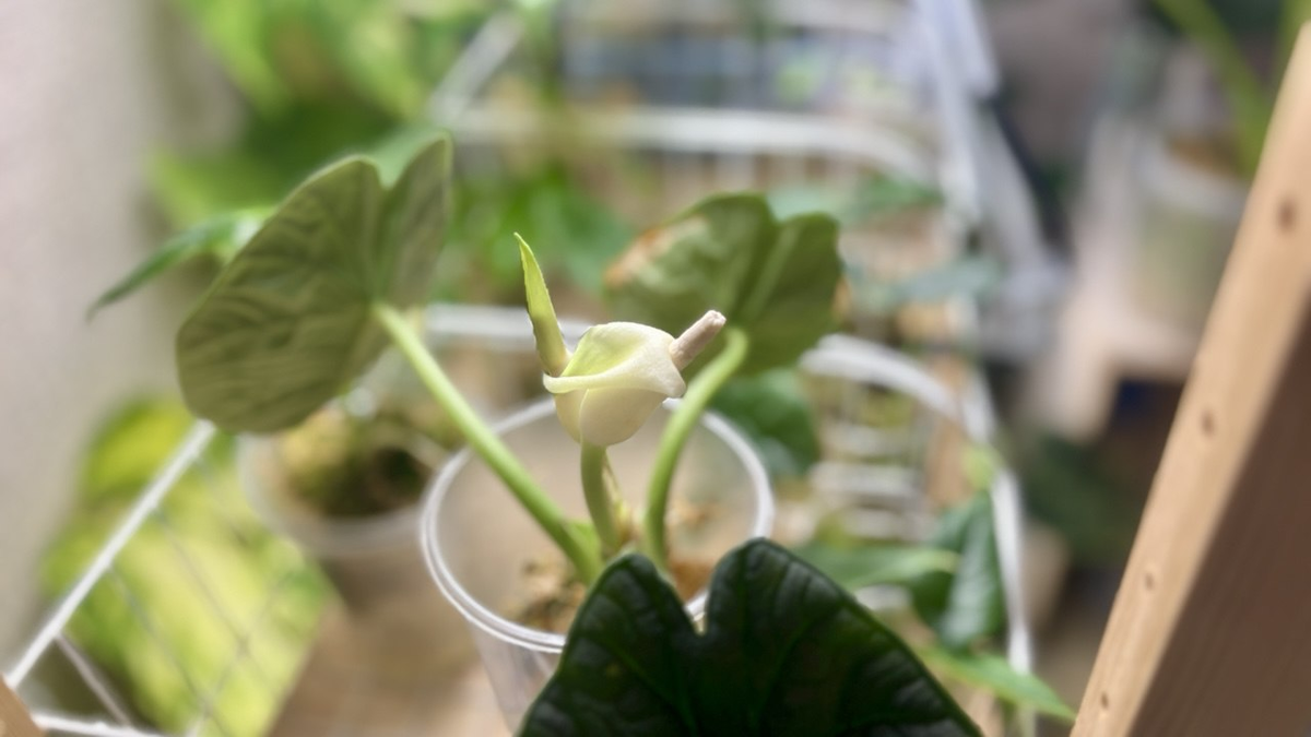 Цветонос алоказии Мело