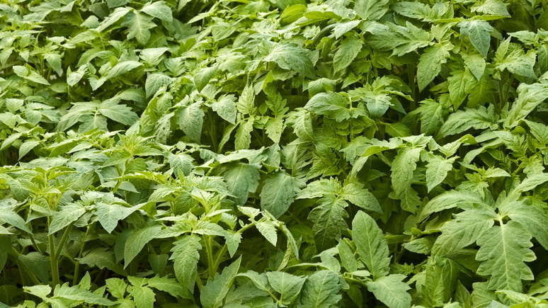 Так выглядели мои томаты раньше - сплошная морока с уходом