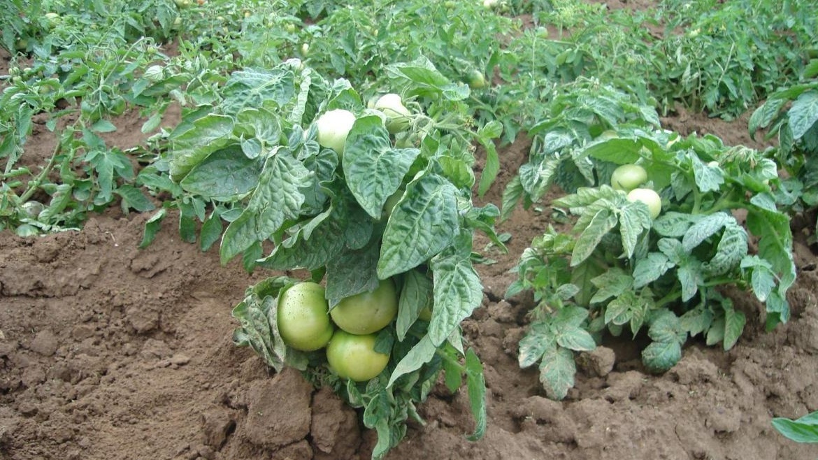 Супер клуша - растет сама, формирует урожай без вмешательства