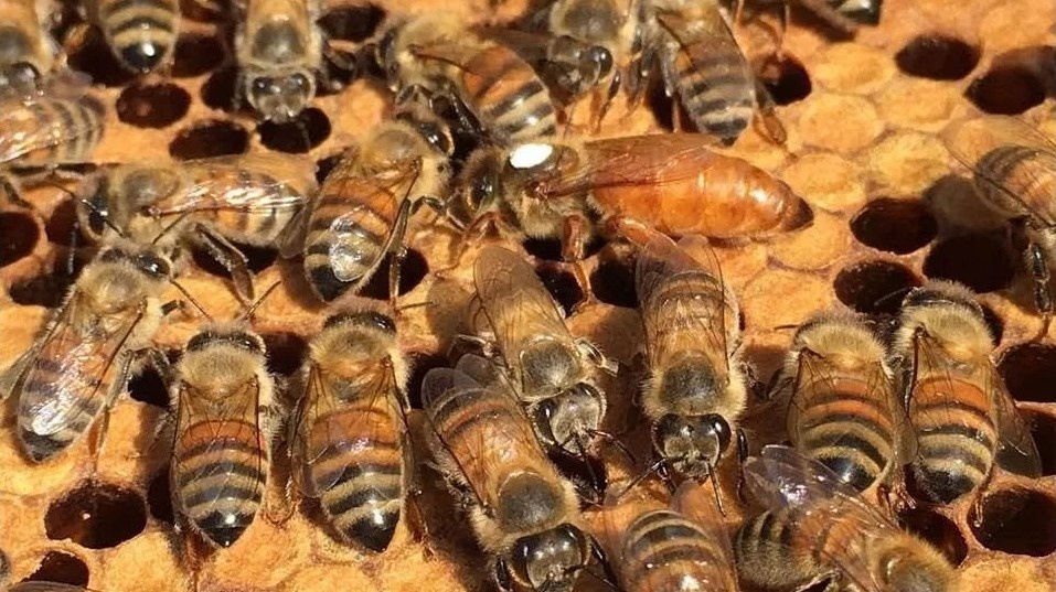 Особенности работы с Итальянской пчелой