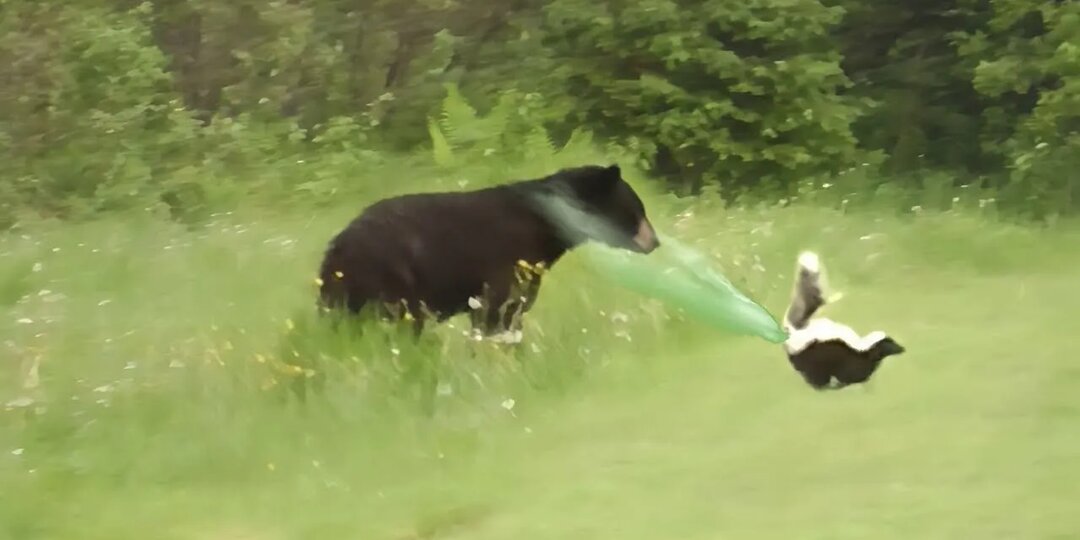 ВОНЮЧКИ В ДЕЛЕ! Самые вонючие существа на планете