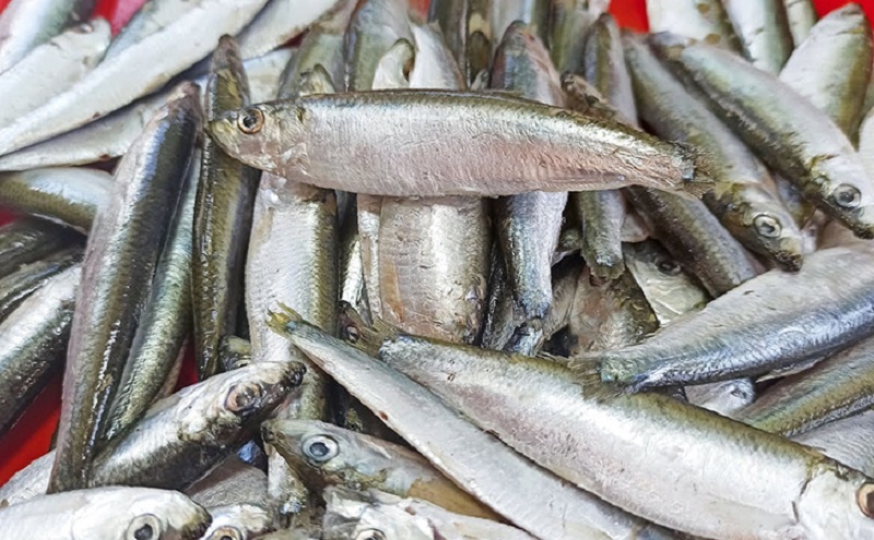 Готовим кильку в томате как в СССР: рецепт с историей и идеальным вкусом