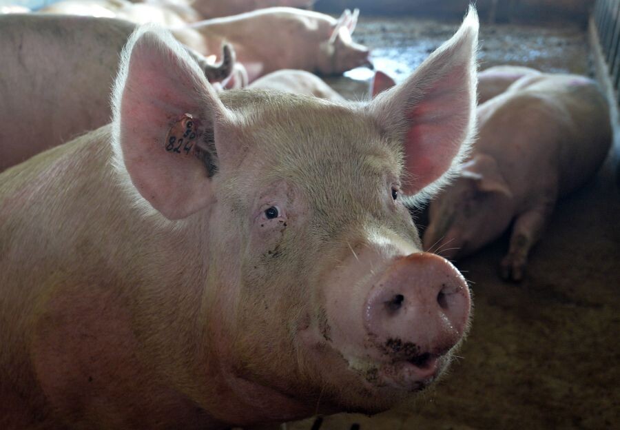     / Источник: © Александр Кондратюк/РИА Новости