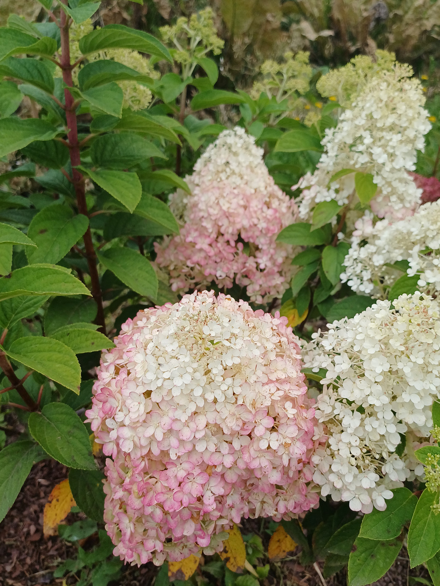 Дорогие мои, любимые подписчики. В связи с тем,что  очень плохо грузит на других площадках.Приглашаю вас ко мне в гости на https://rutube.ru/video/d0e248877acde4a6916c964bb355f729/?r=a/. 