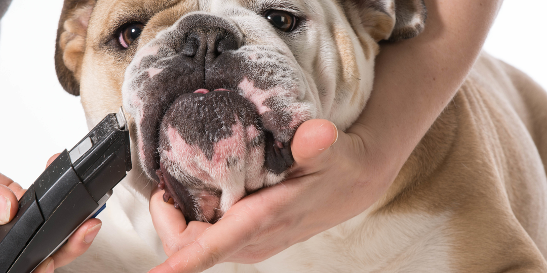 Что лучше: груминг или домашний уход