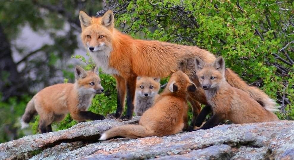 Лисий детский сад: как вырастить маленького хулигана