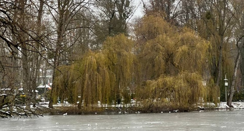    Первый городской канал Калининград