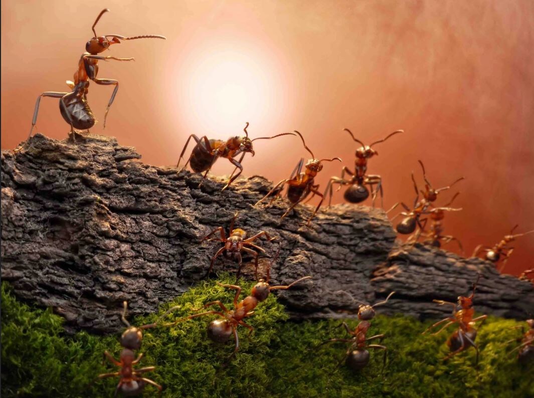 мышцы стабилизаторы как муравьи