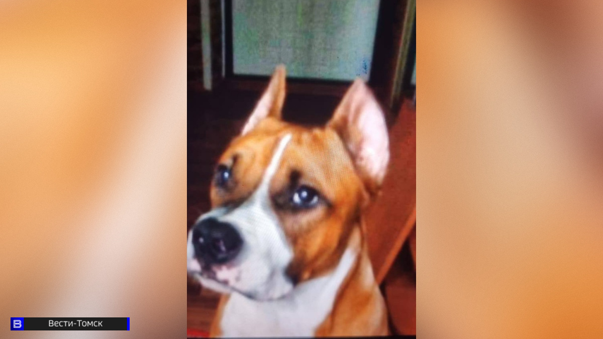    предоставлено подписчиком "Вести-Томск"