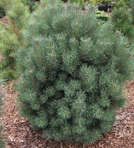 Сосна — это один из самых распространенных видов хвойных деревьев, который ценится не только за свою красоту, но и за множество полезных