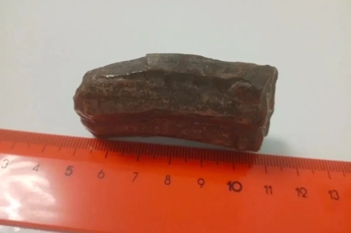    Зуб динозавра продают в Нижегородской области за 12 млн рублей