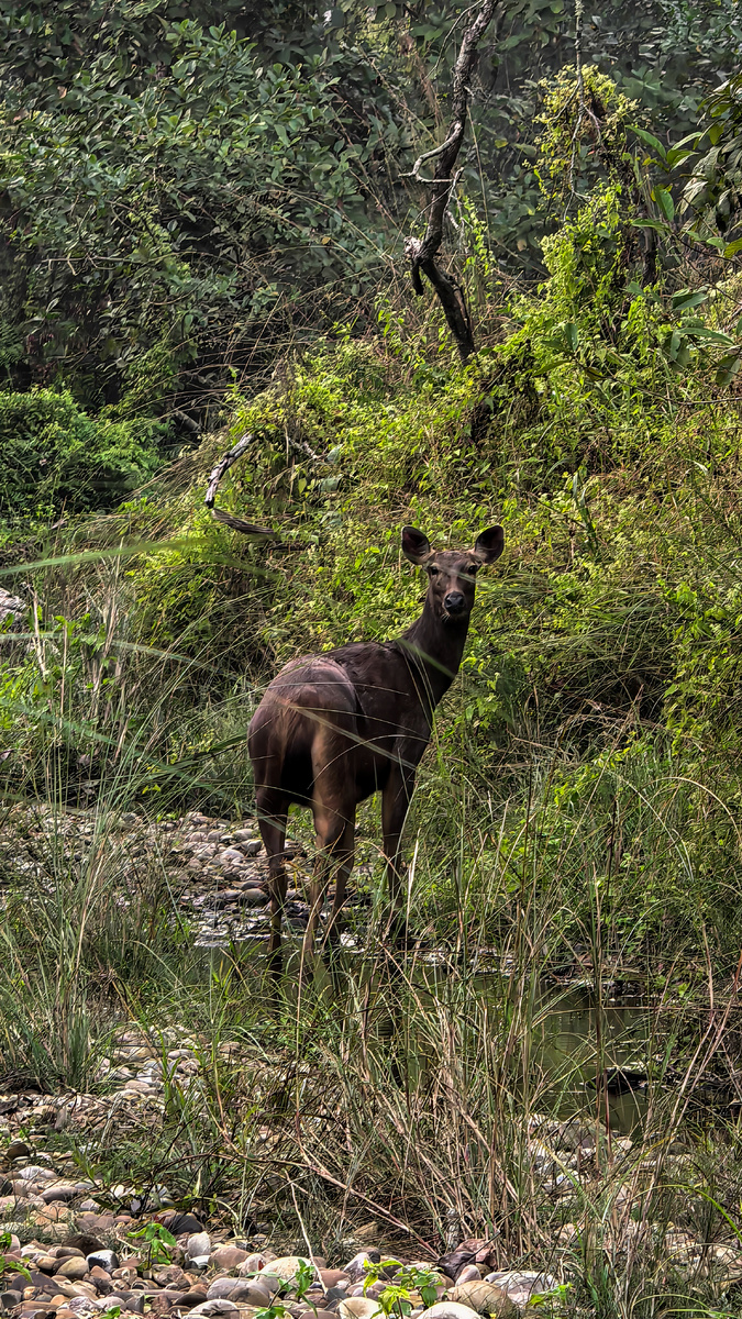 Житель национального парка Читван