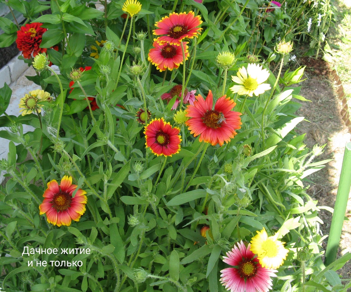 Фото автора. Гайлардия