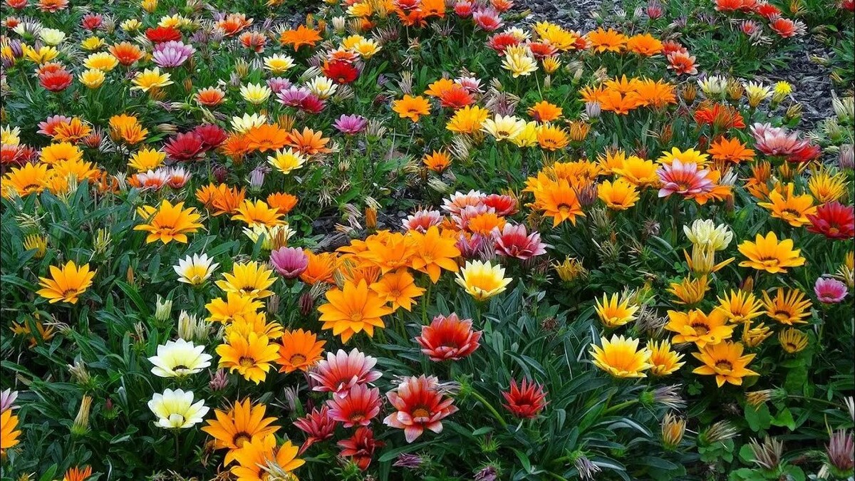 Гацания. Взято из открытых источников