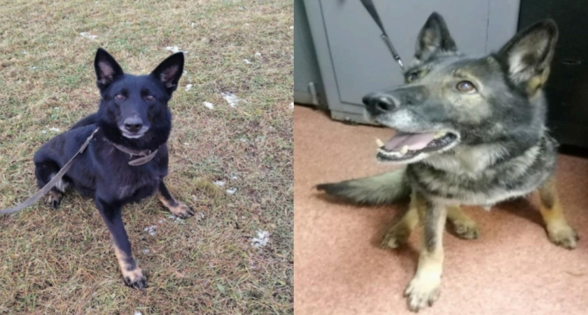    Фото УМВД России по Кировской области