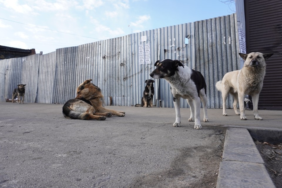    Администрация Рязани: «Чипированных и неагрессивных собак по закону обязаны вернуть на прежнее место обитания». Юлия ПЫХАЛОВА