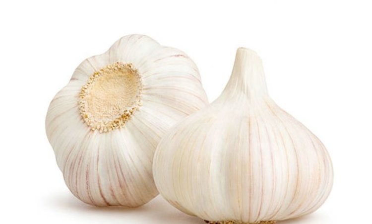    Фото: Северо-Западное межрегиональное управление Россельхознадзора