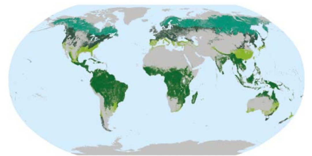 Россия продолжает удерживать статус мирового лидера по общей площади лесов