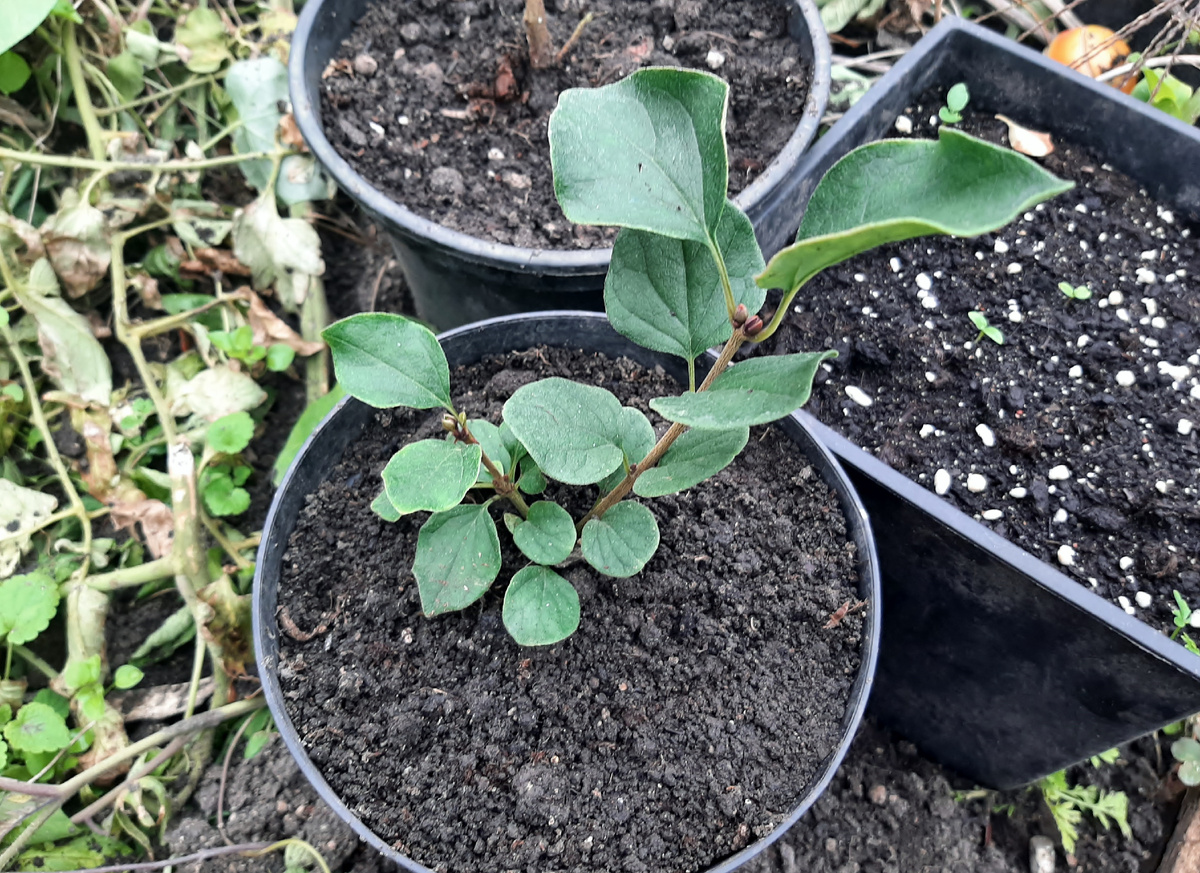 Хочется верить, что Red Pixi