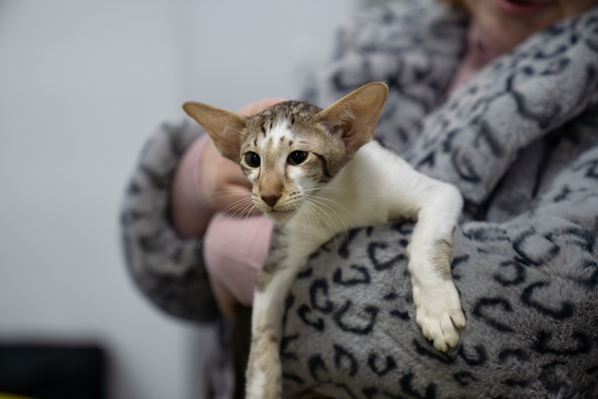 Фото: Александр Плонский / «ВиЖ»