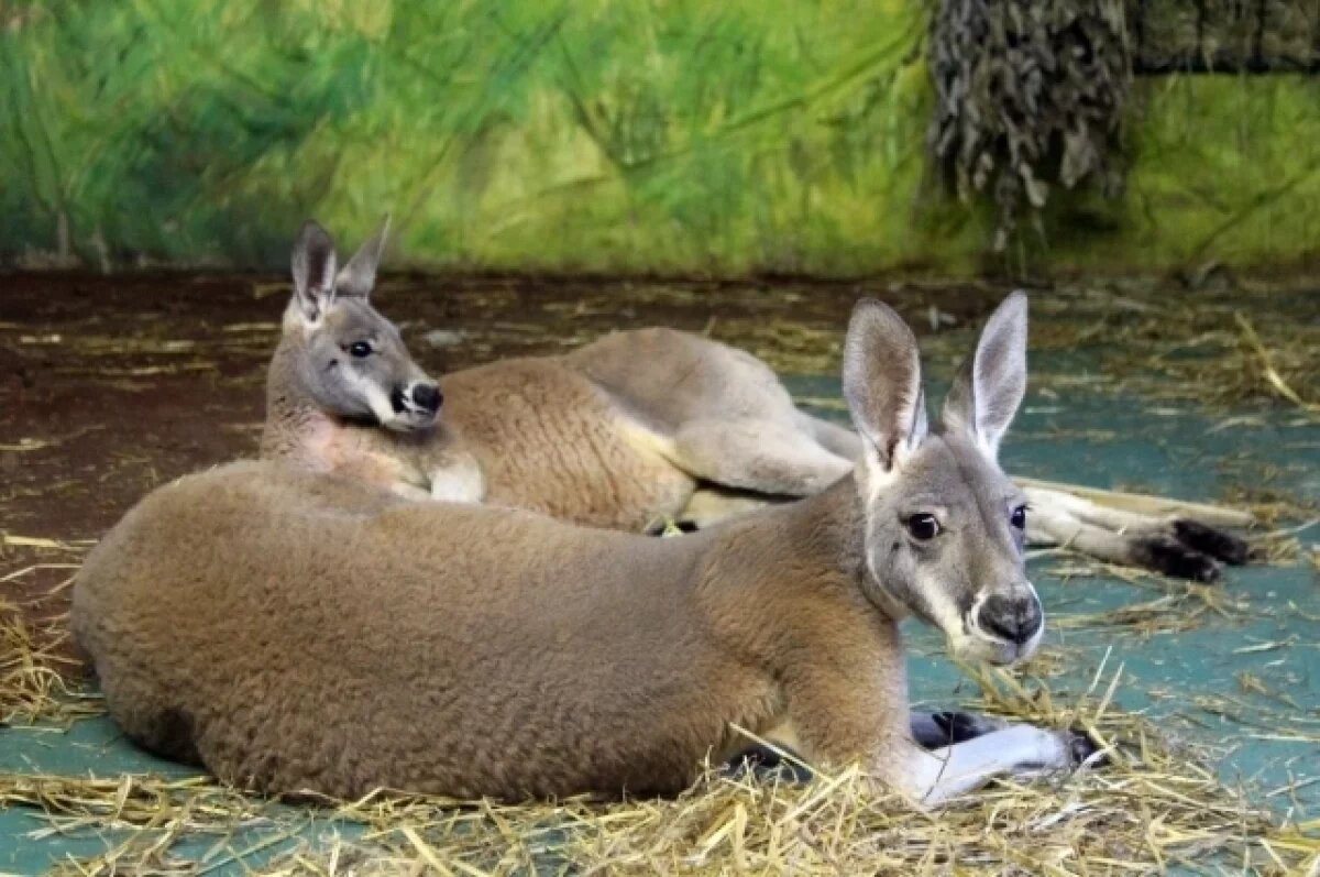    Самые большие в мире кенгуру появились в нижегородском зоопарке