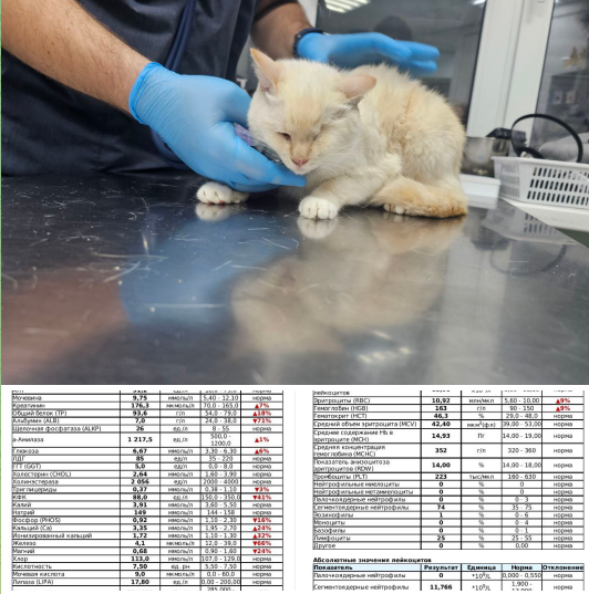 У Булочки ФИП