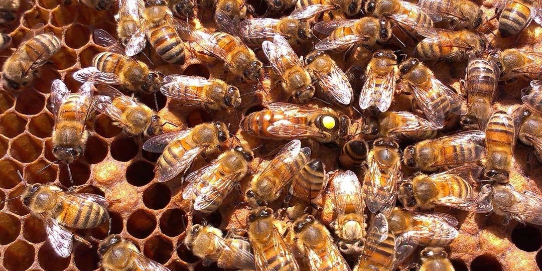 Особенности работы с пчелой Бакфаст