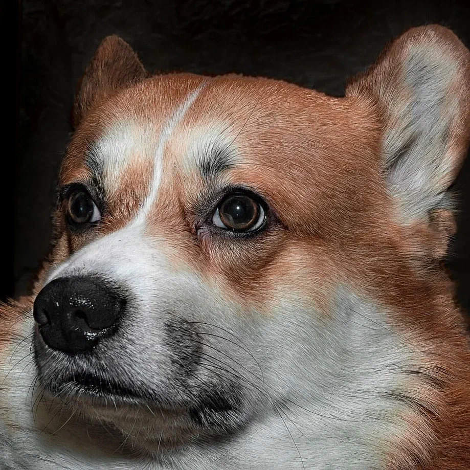 Голодные глаза