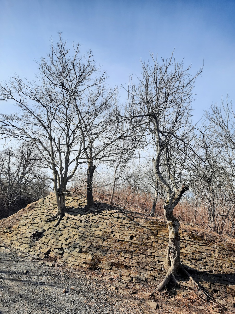 Проросшие сквозь каменную кладку деревья на форте Поспелова