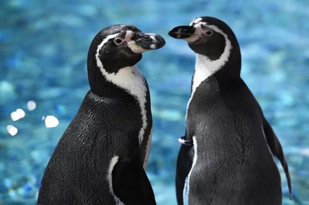    В океанариум в Казани привезли трёх краснокнижных пингвинов