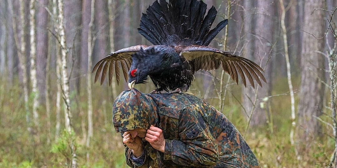 Глухарь напал на мою семью на ровном месте. Теперь грибы собирать страшно! Почему эти птицы такие неадекватные?