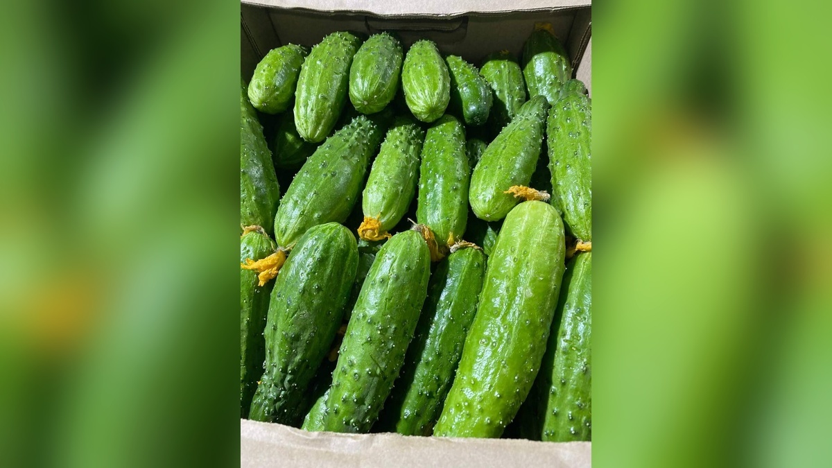    Фото t.me/rsn_yug