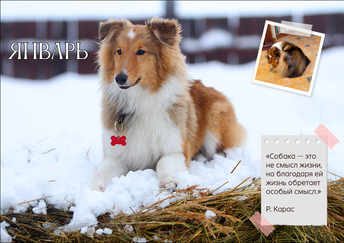 Дарику полгода, пастушьи тестирования. Инстинкт - "в наличии". Рано я, конечно. его туда повезло, надо было дать дозреть.