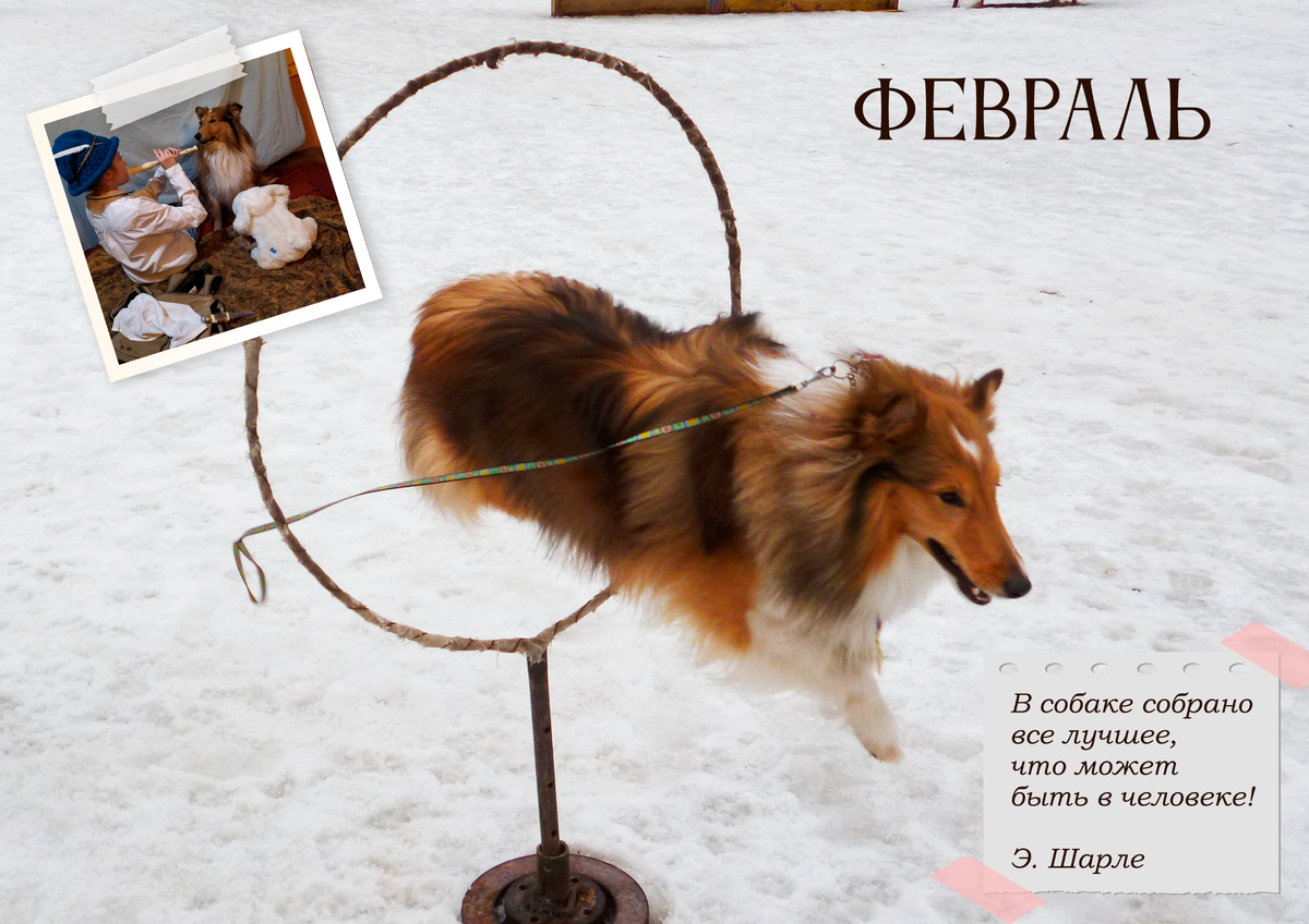 А это вершина нашего успеха в аджилити - мы тогда второе место на соревнованиях на площадке заняли