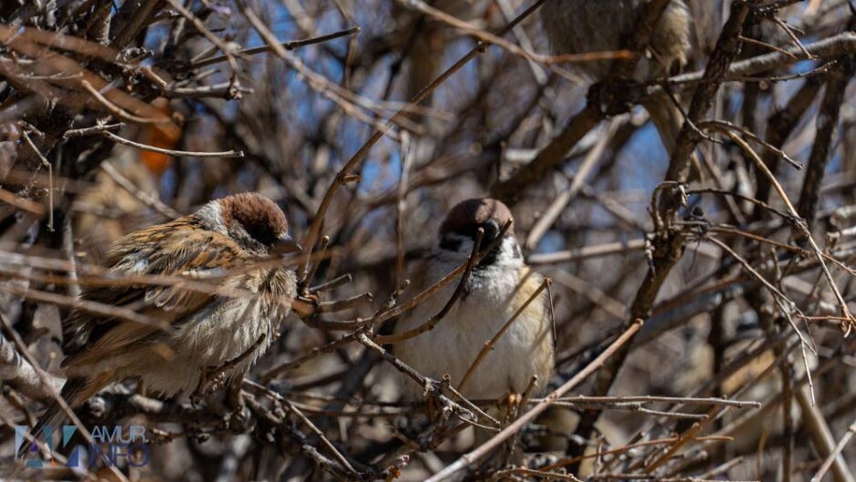    Фото: Амур.инфо