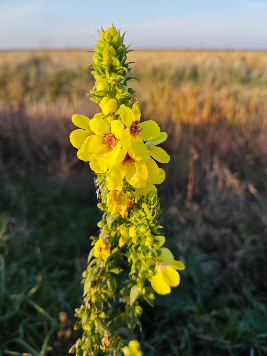 Как всегда прогулочные фото