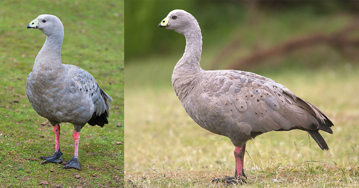 JJ Harrison / Wikipedia