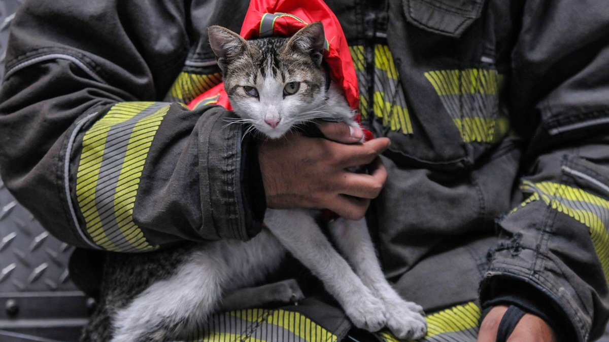    Благодрая усилиям спасателей и зоозащитников, прогнозы многообещающие