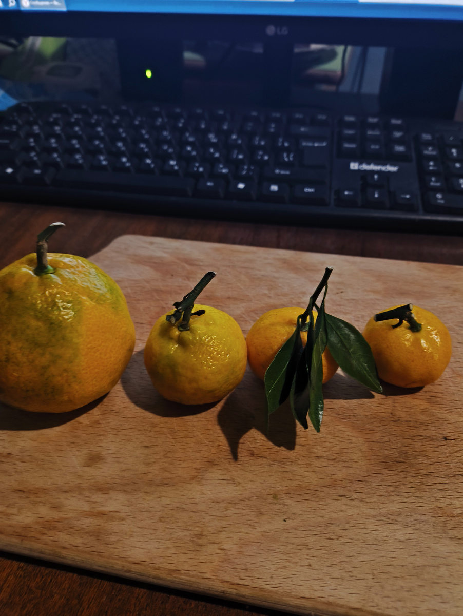 Мандарины и мандарины мини. От большого к маленькому. Или от маленького к большому.)