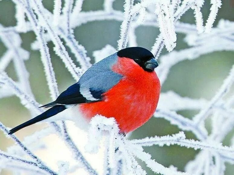 Самец снегиря