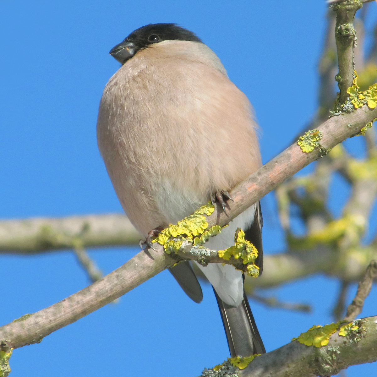Самка снегиря