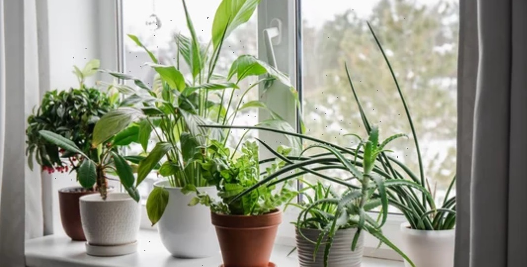 Мелкие черные мошки в комнатных цветах, рассаде и зимнем огороде: откуда берутся и как избавиться