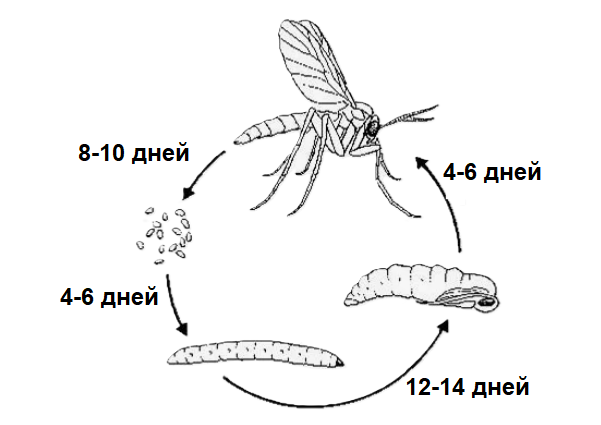 Цикл жизни грибной мошки (сциариды, грибного комарика) 